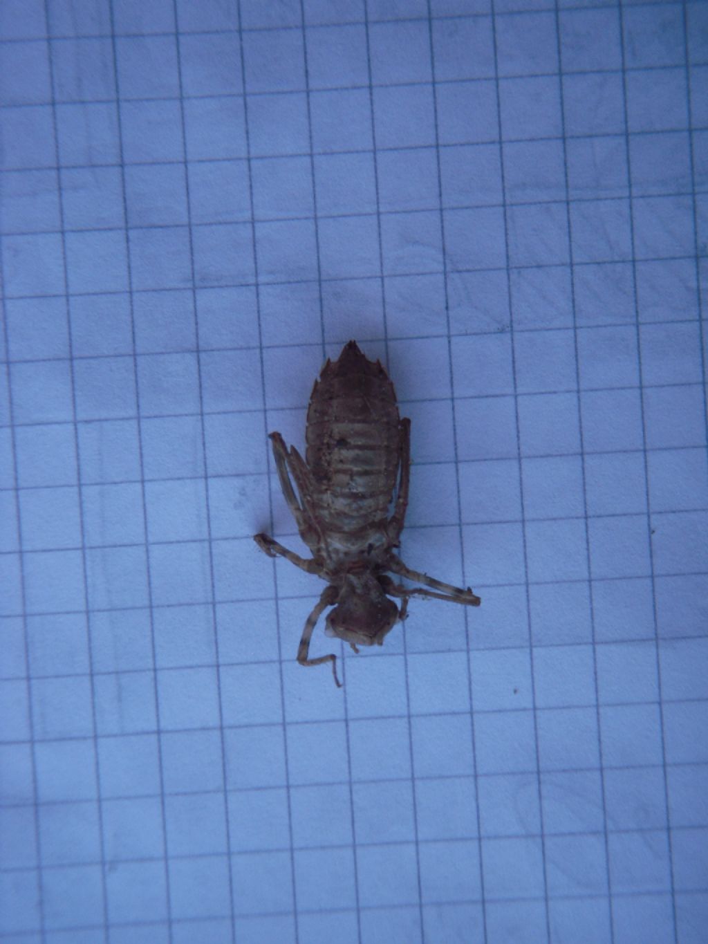 Esuvia: Somatochlora metallica